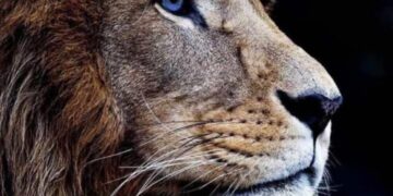 MONDANOSPORT : LE VIEUX LION SERA CENTENAIRE LE 23 MARS 2023